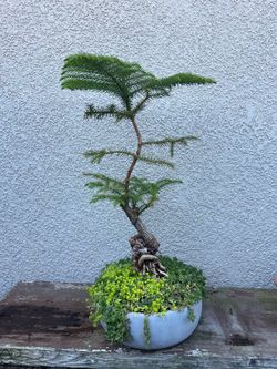 Island Pine bonsai plant
