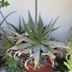 Red Pot Aloe Verá / $40