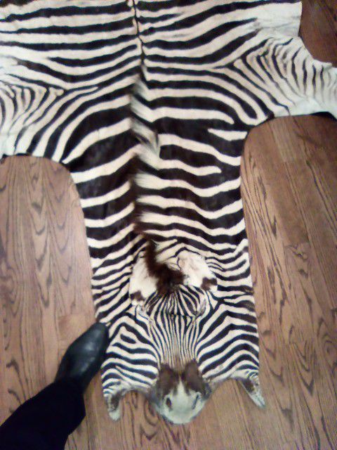 Flawless Grade A+  African Zebra Skin Hide Taxidermy Mount Rug