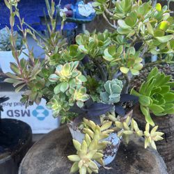 Succulents Arrangements $16 Each