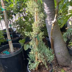 Alberta Spruce Tree$$38 Each 