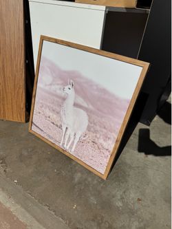Llama picture