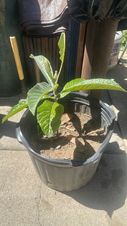 Nispero o loquat japones
