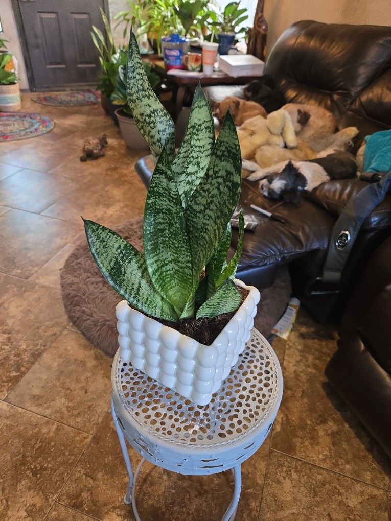 Sansevieria Snake Plants In New 6in Ceramic Pot With Drainage