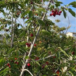 Fruit Cherries / Cherry 