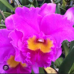 Orchid Cattleya 