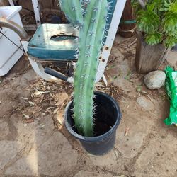 Tall Cactus 