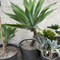 Large Agave Plant 