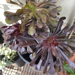 Succulents