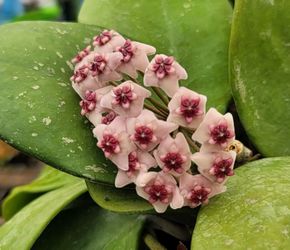 Hoya Obovata splash $10