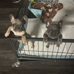 Whelping Crate