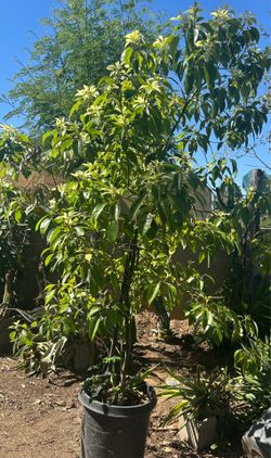 Camphor Tree/arbol Para La Sombra