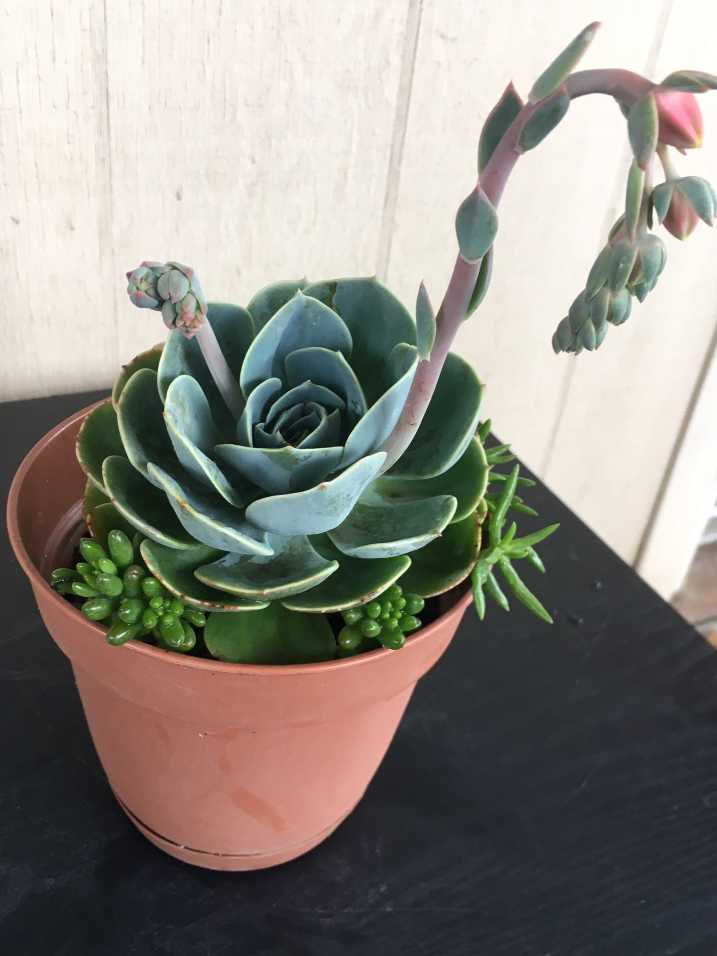 3 Different Succulent Plants In One Pot