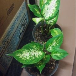 Dieffenbachia house plants$10 Each pot
