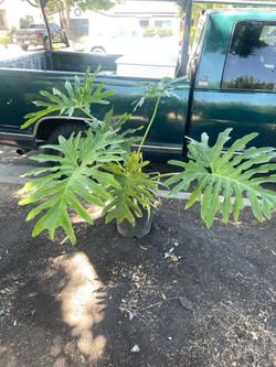 Filo Plant