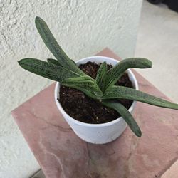 Gasteria Succulent