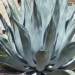 Agave Large, Medium, Small Available 