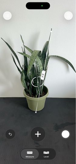 3’ 4” Dense Snake Plant