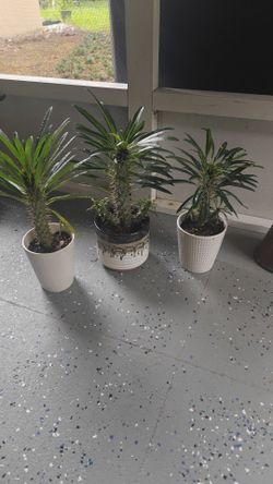 Madagascar Palm