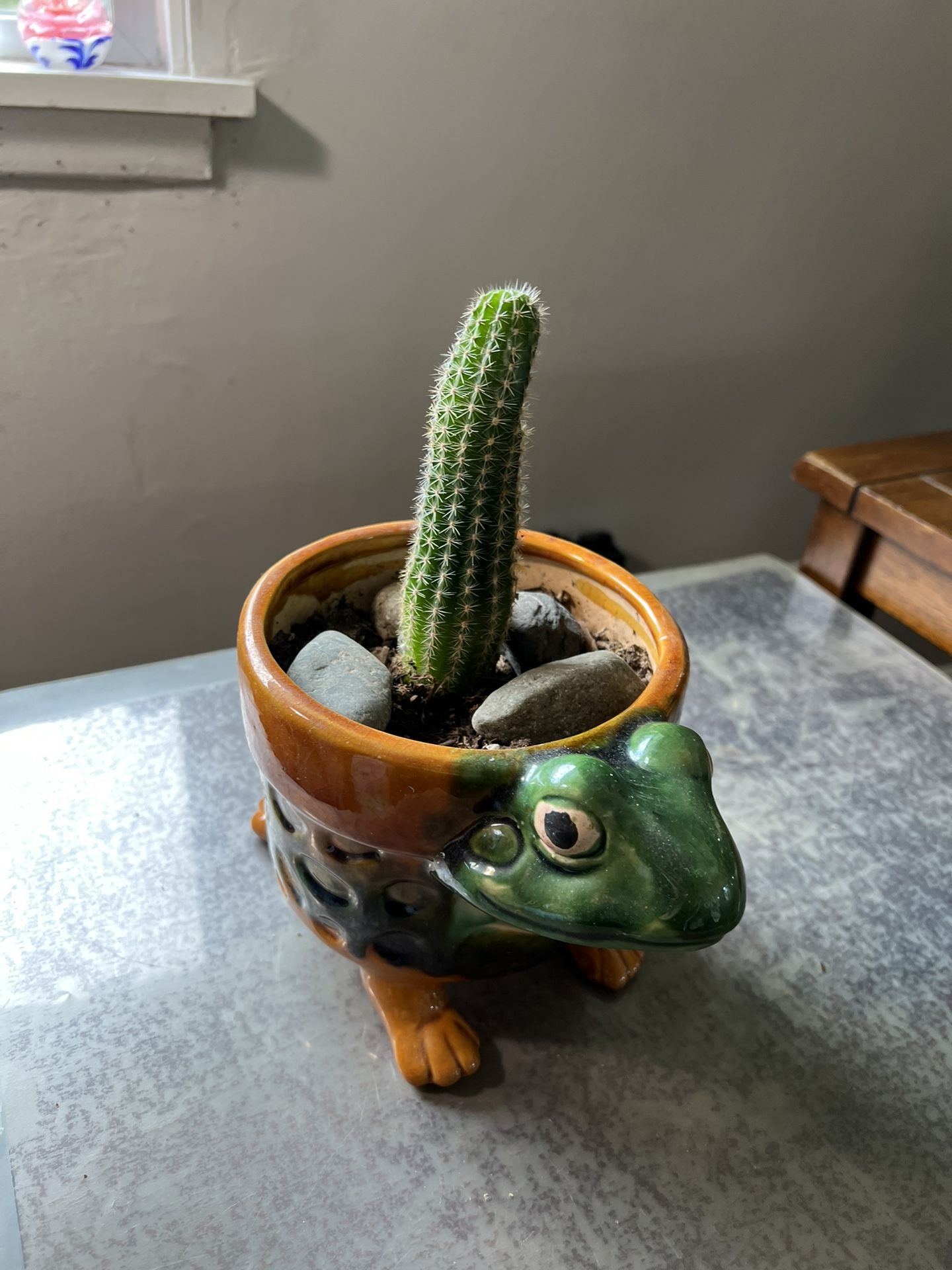 Live Potted Cactus Plant