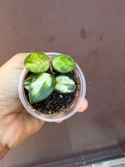 2” hoya mathilde variegated