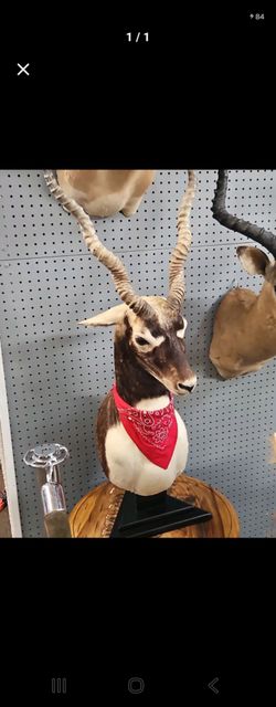 Blackbuck Antelope  Taxidermy