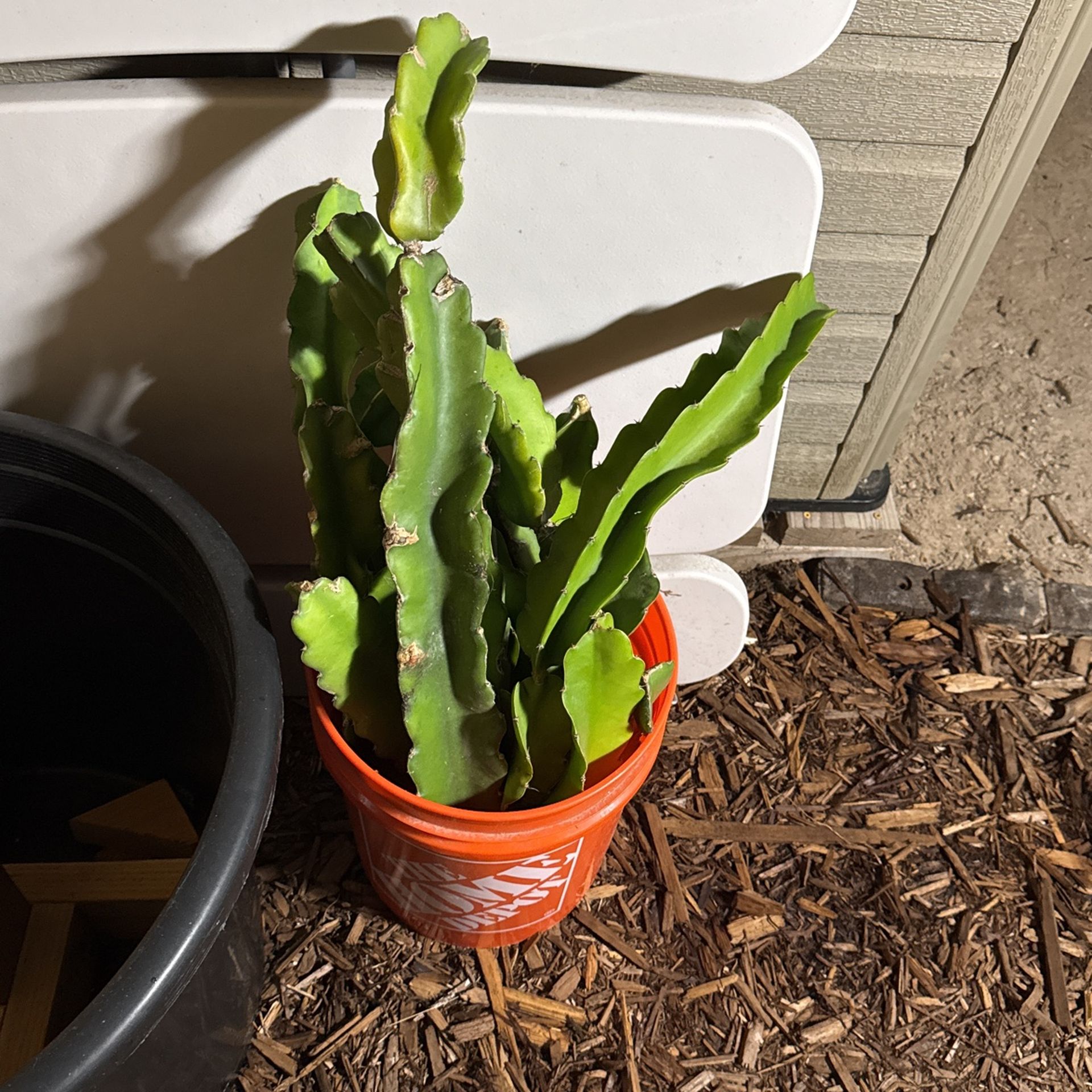Dragon Fruit Cutting