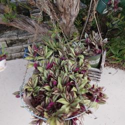 Purple Heart Wandering Jew Succulent Cuttings 2-6"