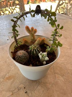 Succulent plant