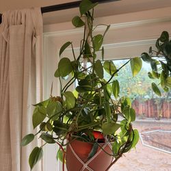 Hanging Philodendron Rio 