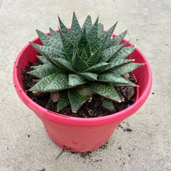 SUCCULENT NICE PLANT 7.00 SPECIAL 