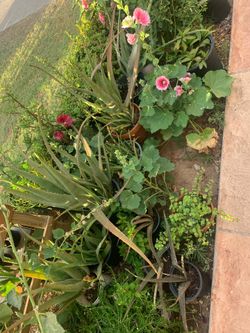 Rainforest Like Plants for Sale
