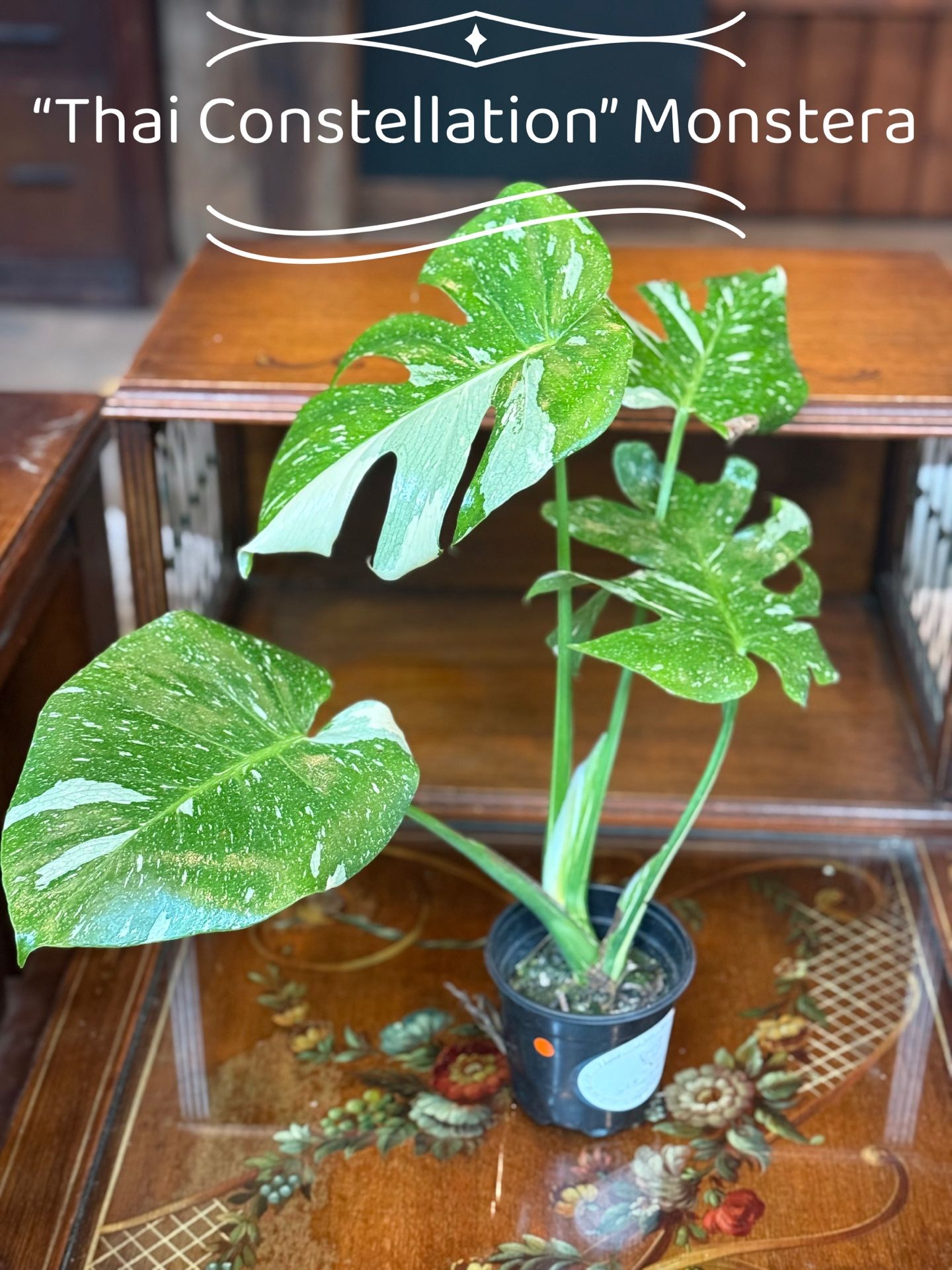 Monstera Thai Constellation (4” pot) for Sale in Snohomish, WA - OfferUp