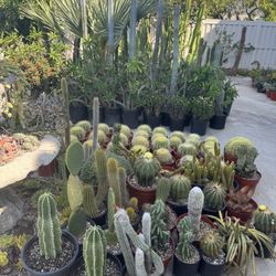 Wide Variety Of Cactus And Succulents Plants