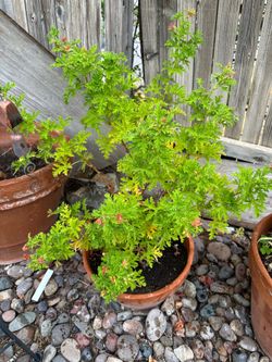 Citronella Mosquito keeps the mosquitoes away