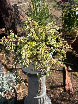 Jade plant