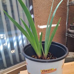 Iris Plant 