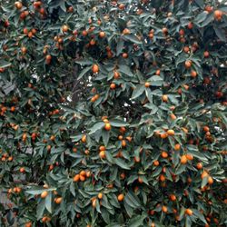 Kumquats