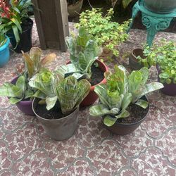Assorted Plants And Plant Pots For Sale-