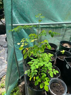 Moringa Seedlings