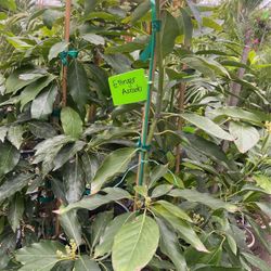 Ettinger, Hass,Lamb, Anaheim, Fuerte, Zutano Avocado $$$68 Each