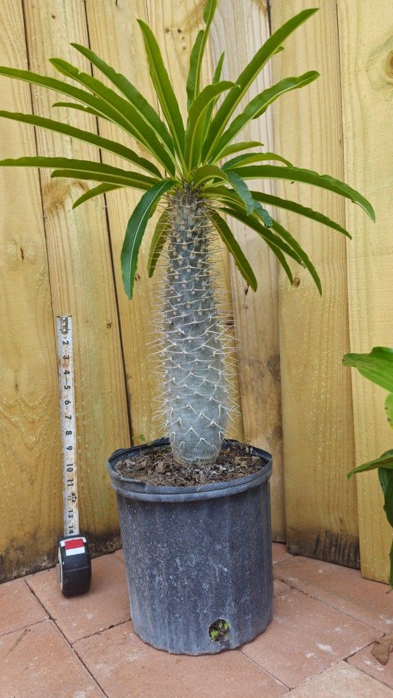 LIVE PLANT 3ft Pachypodium lamerei - Madagascar Palm Club foot Palma de Madagasc