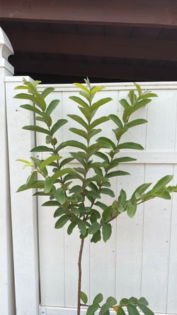 Guayabos / Guava trees