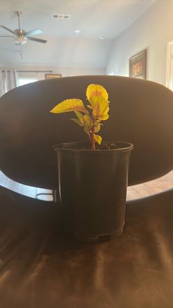 Coleus