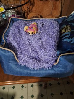 Doggy bed