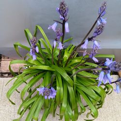 Blue Bells  Perennial Plants