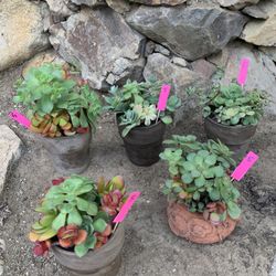 Succulent Planters