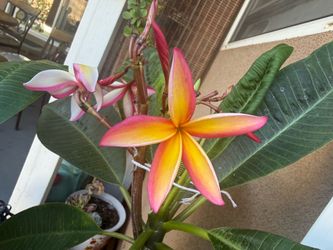 Plumeria flower pots