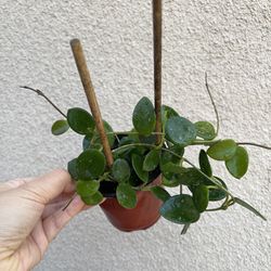 Hoya Mathilde splash plant