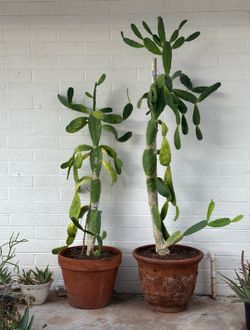 Extra Large 7 Ft, 6 Ft Tall Pink Bloom Flowers velvet Opuntia Prickly Pear Cactus Plants in Terra Cotta Planters